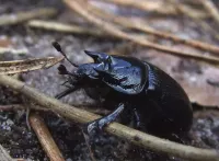 Driehoornmestkever [Typhaeus typhoeus]
